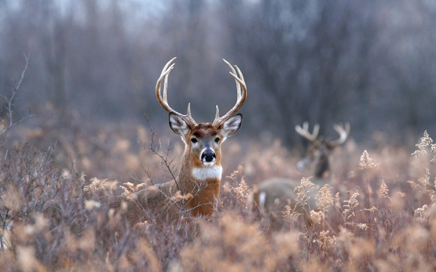 white-tailed-buck-virginia-deer-at-springbrook-prairie-photo-by-brian-tang